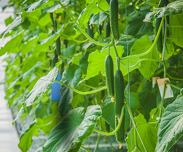 微生物菌剂哪家好