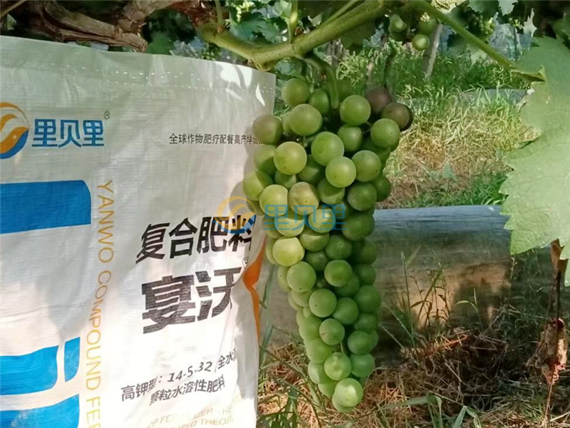 <i style='color:red'>葡萄树施什么肥</i>料最好？葛大姐这么说