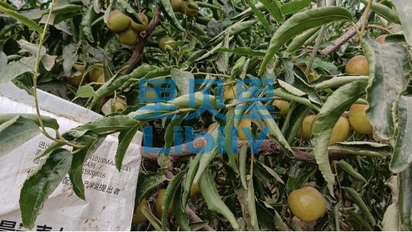 冬枣施肥指南！就看这篇