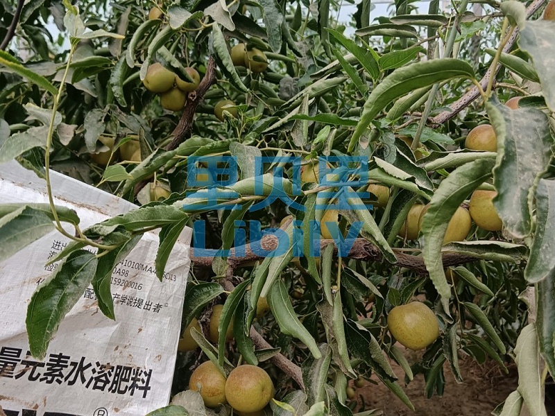 冬枣施肥施肥指南！就看这篇-陕西陈老板冬枣