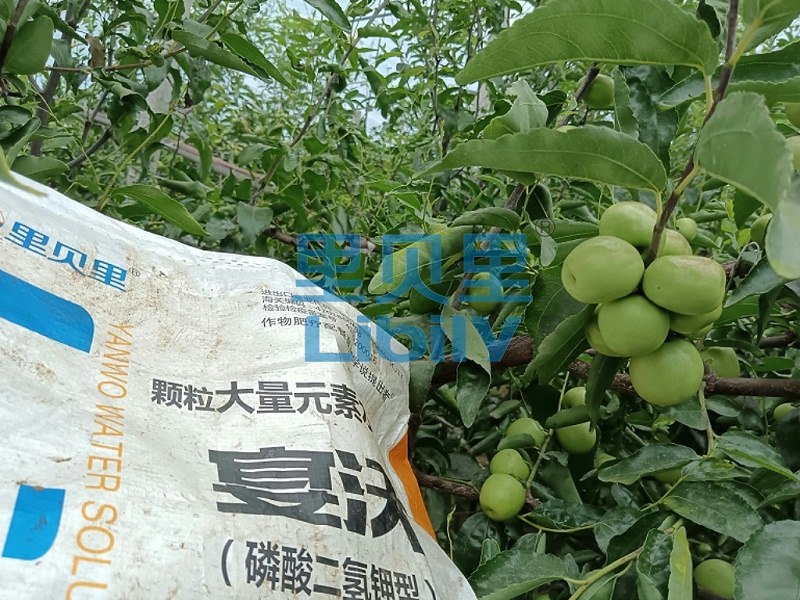 里贝里-透明_副本