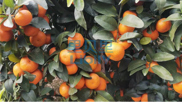 水溶肥，助力柑橘转色的关键