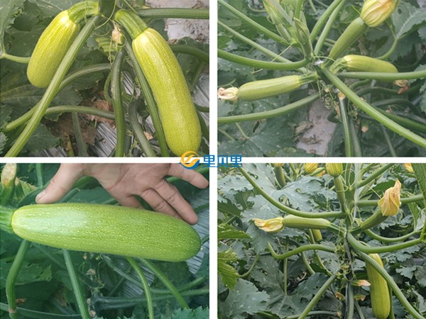 西葫芦用什么肥料好？经销商丁总大赞里贝里宴沃