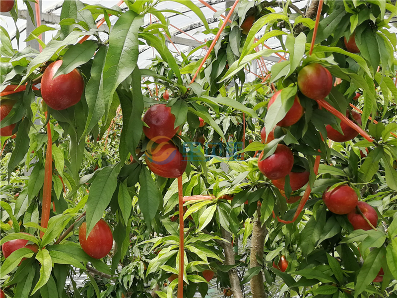 大量元素水溶肥品牌，油桃种植户的选择