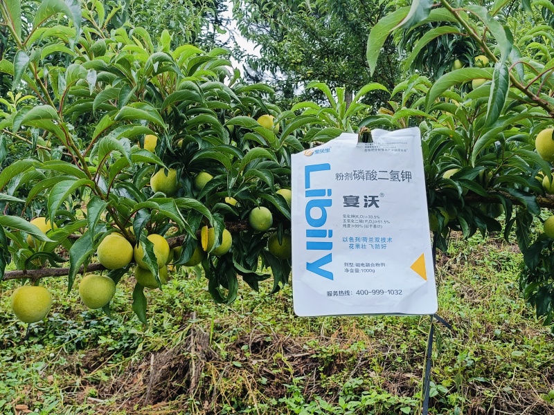 贵州班老板蜂糖李