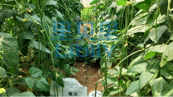 水印-2023.6.20辽宁葫芦岛种植户：刘总豇豆开花结荚期产品：宴沃根享生根剂+宴沃微生物菌剂使用一次：长势健壮，结荚多，客户很满意。 (6)