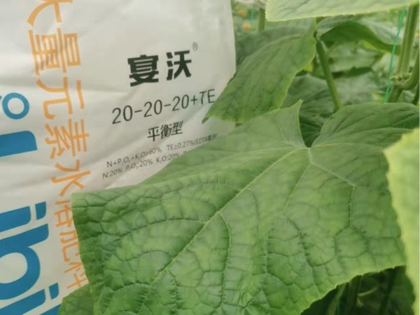 水溶肥，资深种植户点赞宴沃