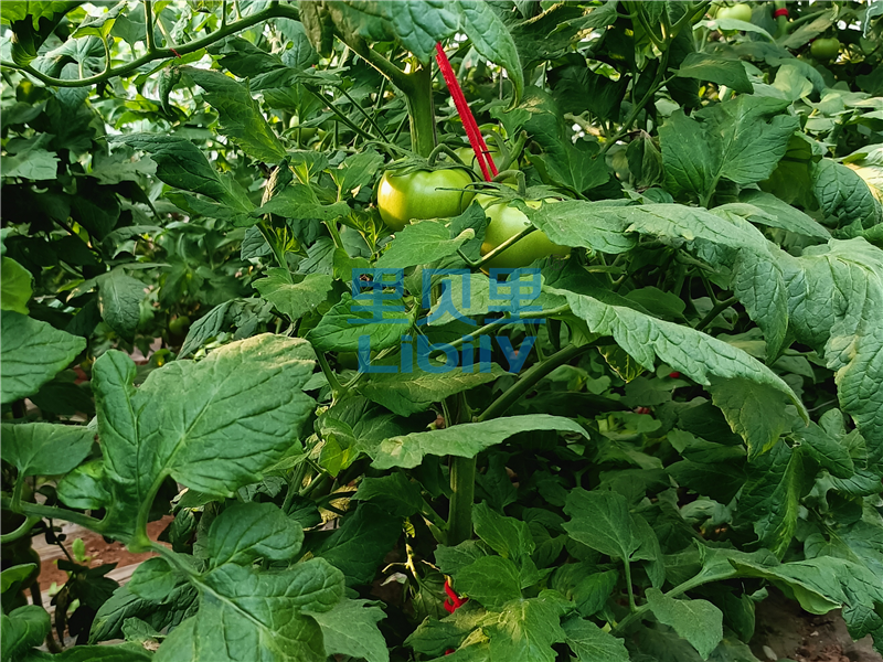 水溶肥-宴沃番茄