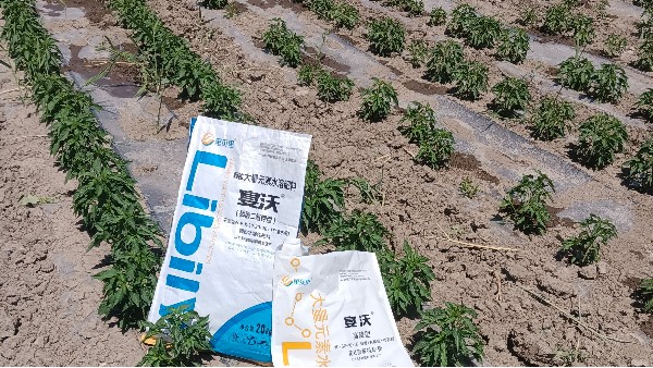 辣椒用什么肥料比较好-新疆辣椒苗