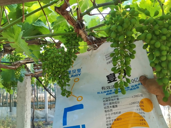 微生物菌剂，宴沃葡萄