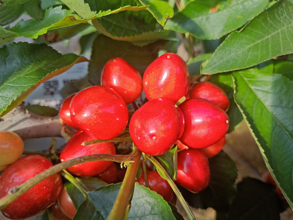 <i style='color:red'>磷酸二氢钾价格</i>低，你就买吗？