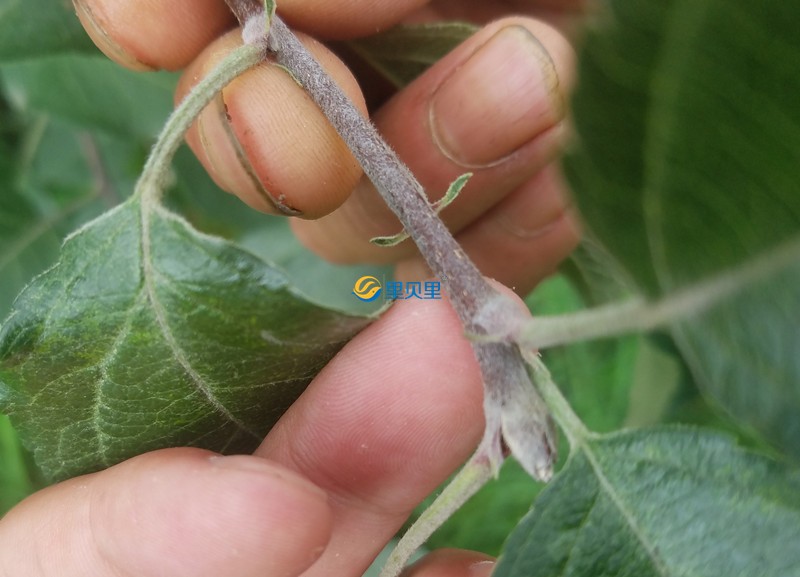 苹果树用什么肥料好-以翠