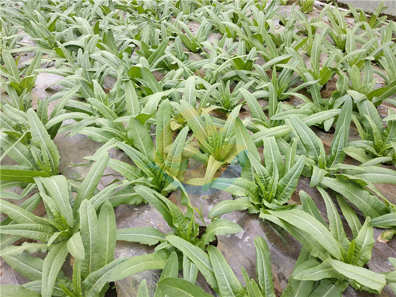 大量元素水溶肥品牌，选里贝里宴沃就对了