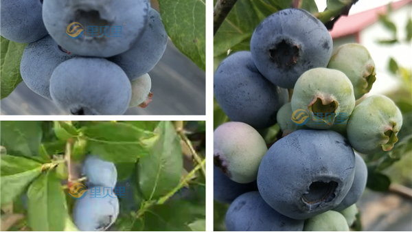 水溶肥在蓝莓上怎么用？这篇建议收藏