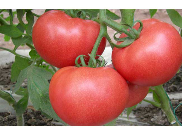 西红柿肥料，都说选它错不了