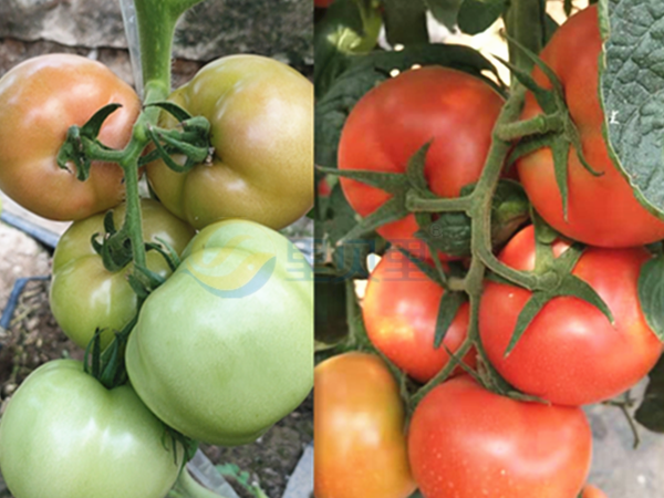 番茄生根壮苗主要用什么肥-宴沃番茄