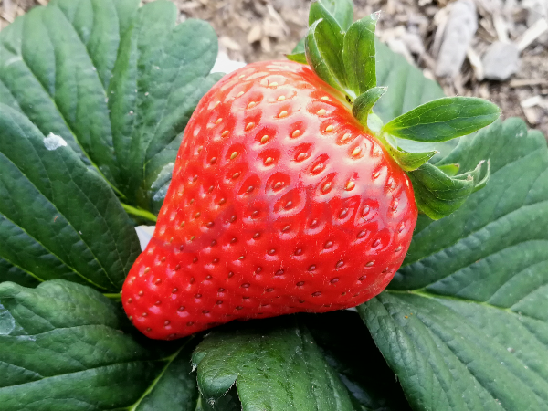 种植草莓施什么肥好？种植户推荐