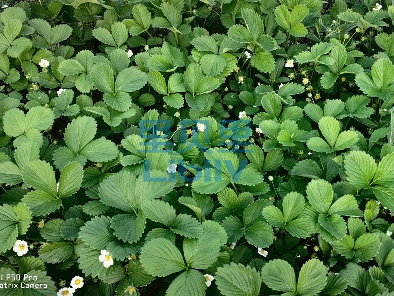 草莓施肥用什么肥料好-宴沃河南草莓
