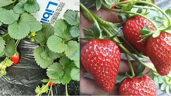 水溶肥在草莓种植管理中的应用