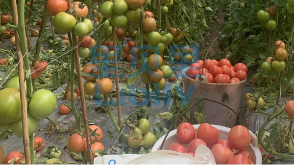 番茄施肥方案，里贝里分享
