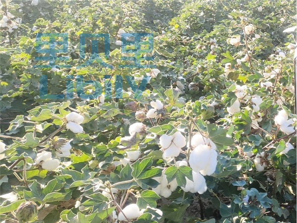 进口水溶肥-宴沃棉花