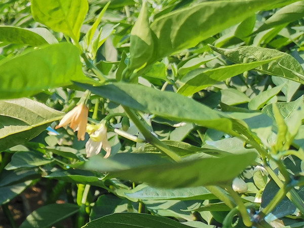 微生物菌剂哪家好？看完就知道怎么选