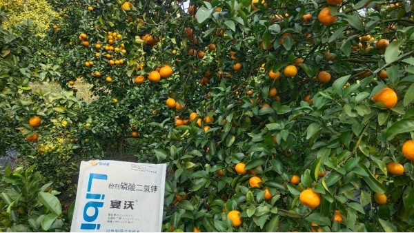 柑橘种植：摸清裂果原因，膨果期做好预防