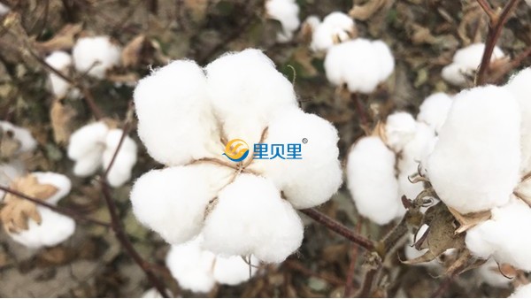 棉花怎么种植？想和新疆棉花一样高产往儿这看