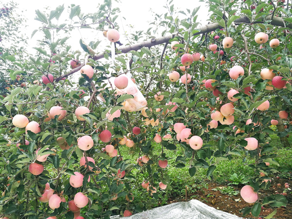 大量元素<i style='color:red'>水溶肥的作用</i>你知道吗？