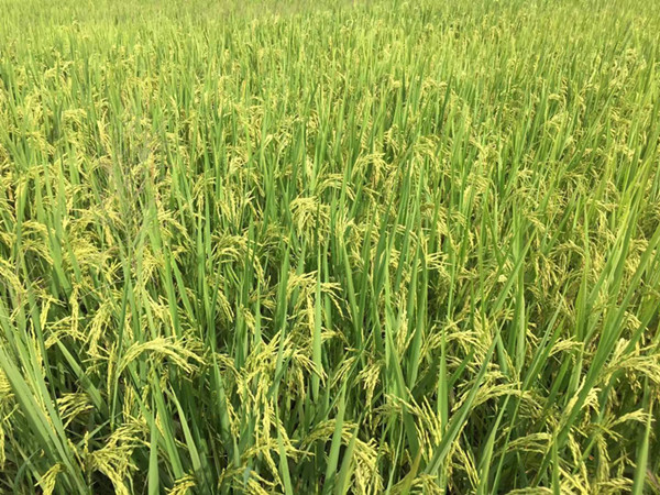 叶面肥的作用，在水稻上该如何用