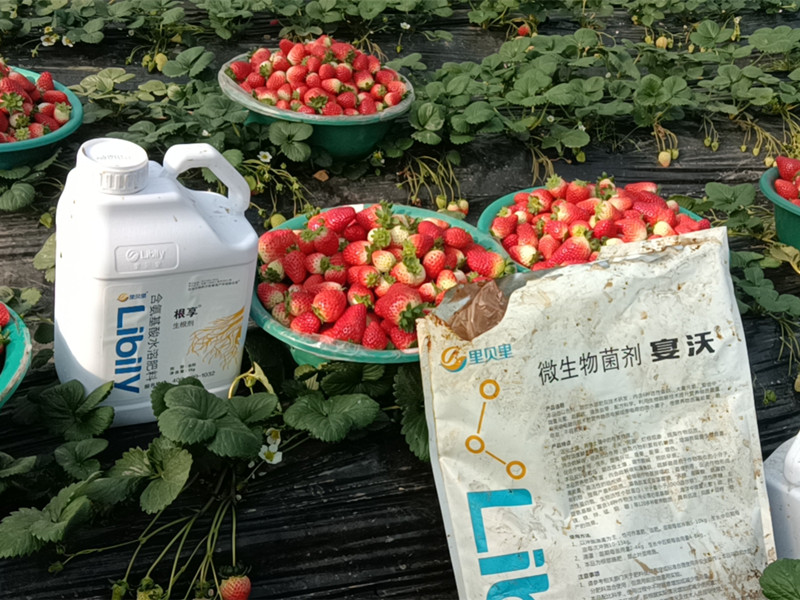 土壤改良-宴沃草莓