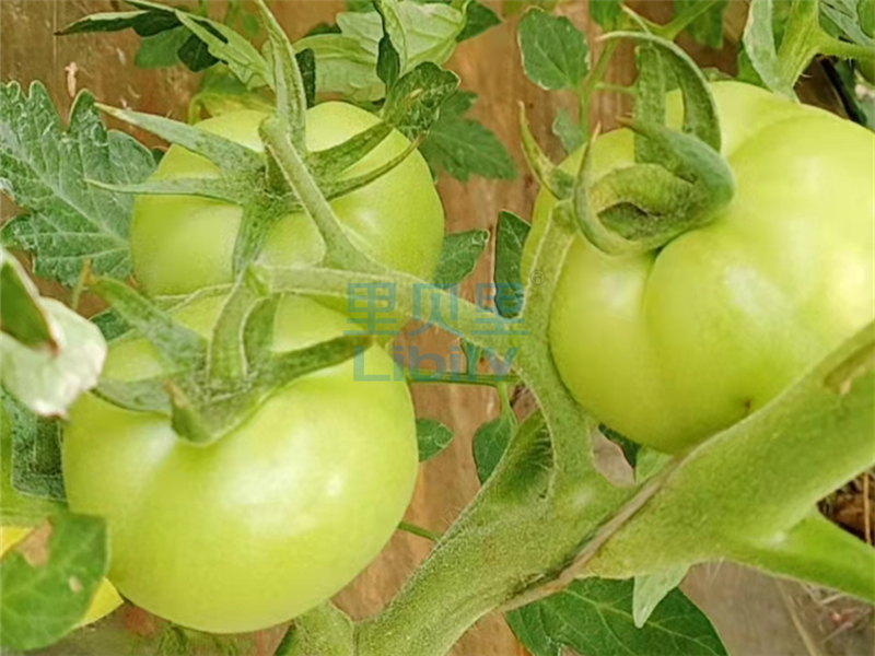 磷酸二氢钾-宴沃番茄