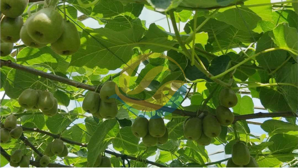 水溶肥，夏季果园高产的关键