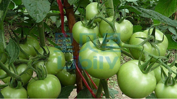 番茄施什么肥料好-宴沃番茄