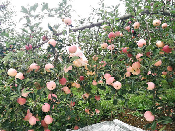 大量元素<i style='color:red'>水溶肥的作用</i>，你知道吗？