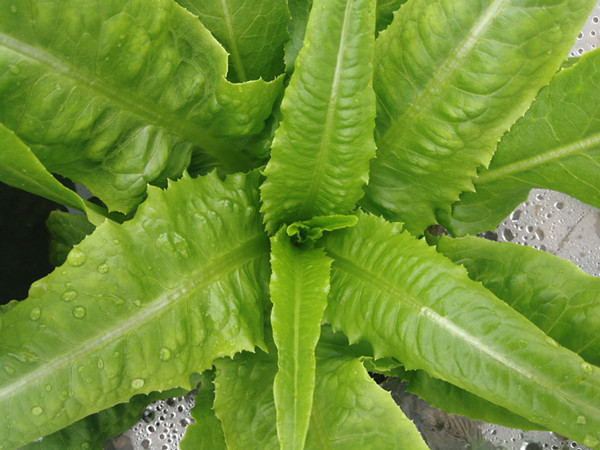微生物菌剂哪家好，直接到厂家找！