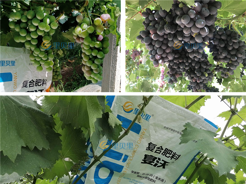 葡萄转色期用什么肥料好-宴沃葡萄