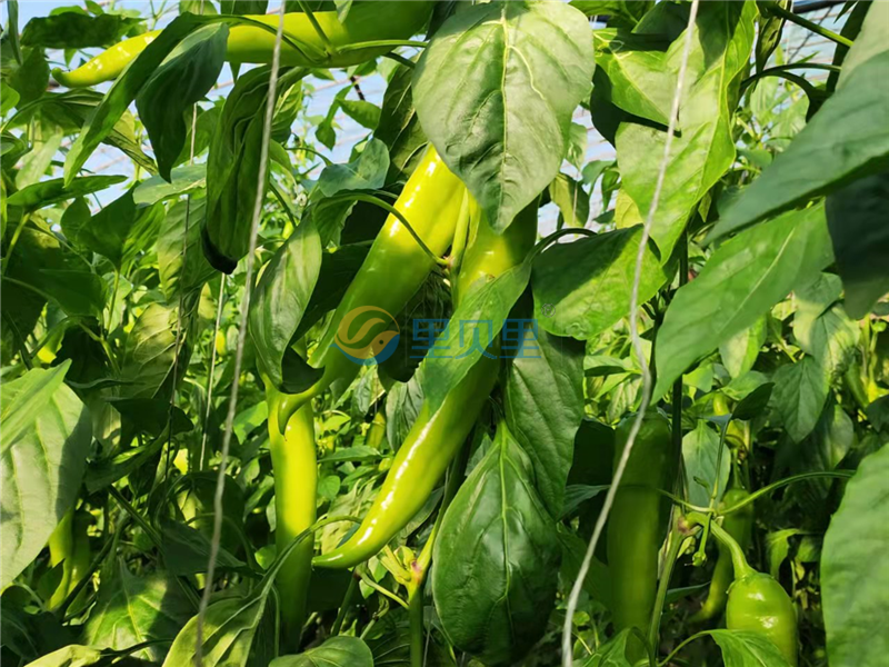 大量元素水溶肥品牌-宴沃辣椒