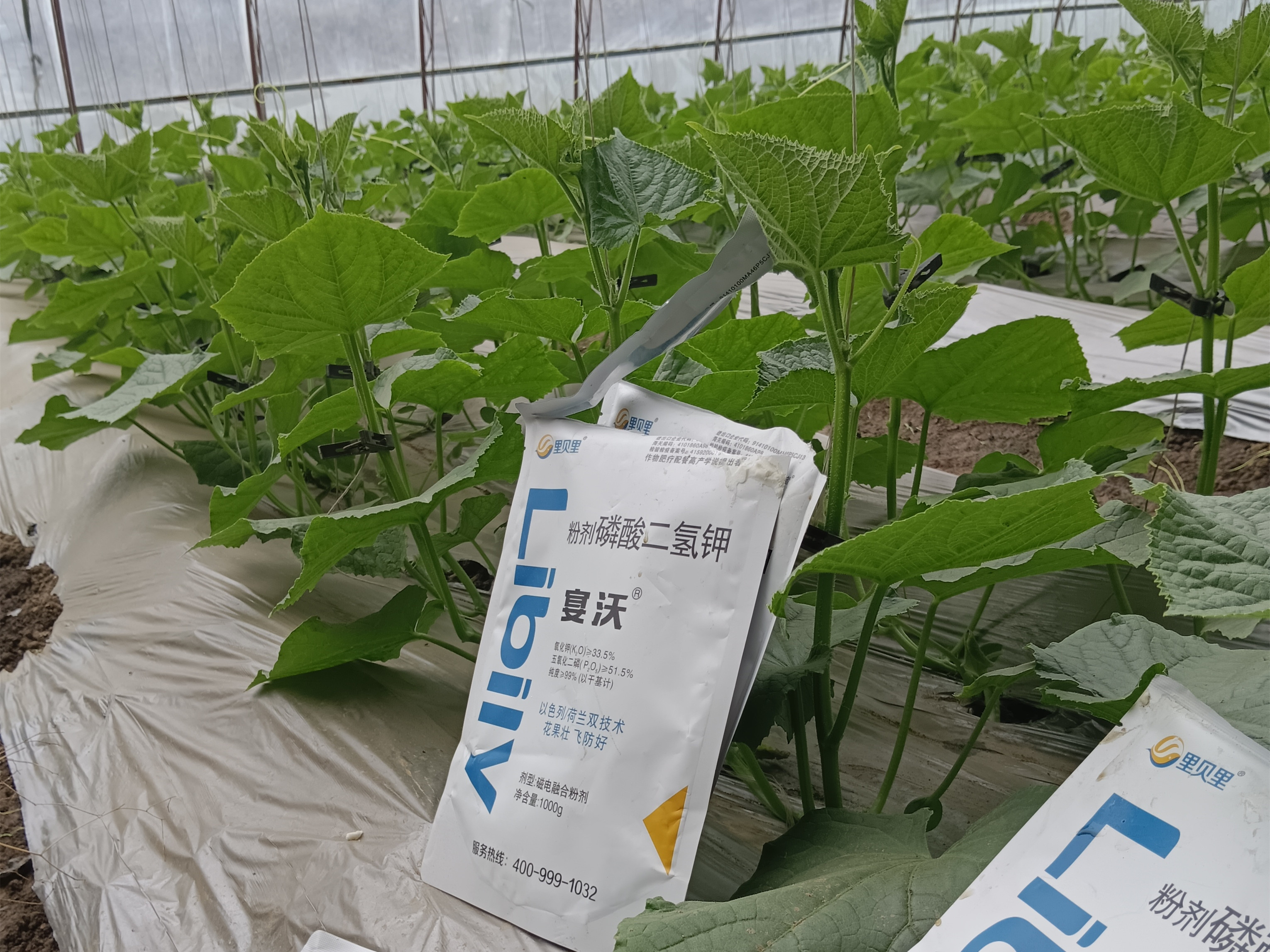 黄瓜水溶肥优质施肥方案