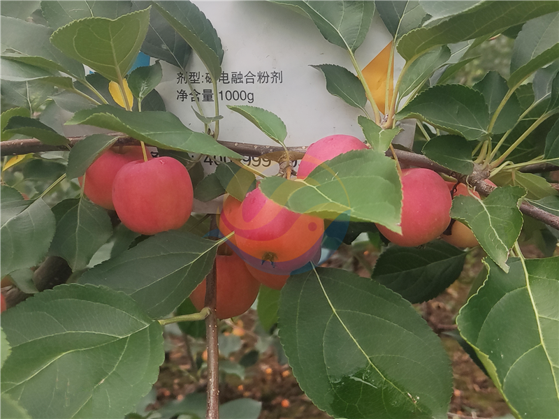 水溶肥厂家-宴沃苹果