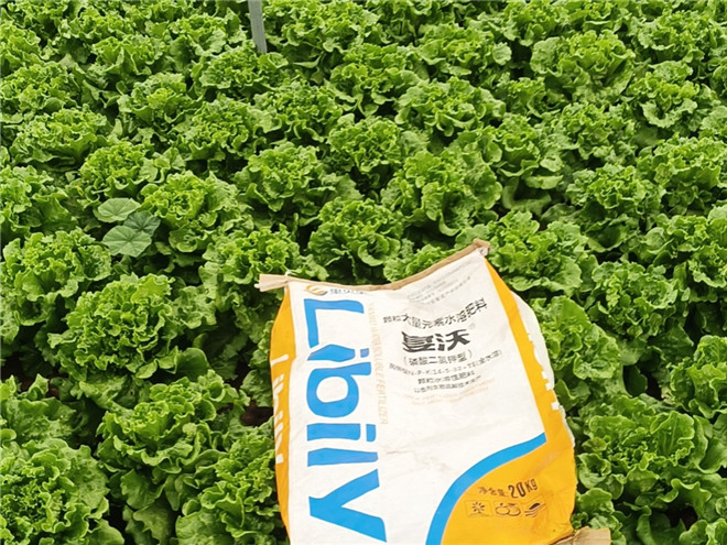 蔬菜-李总意大利生菜