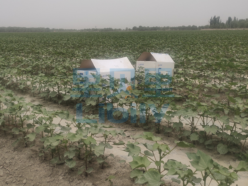 棉花种植用什么样的肥？新疆曹老板分享