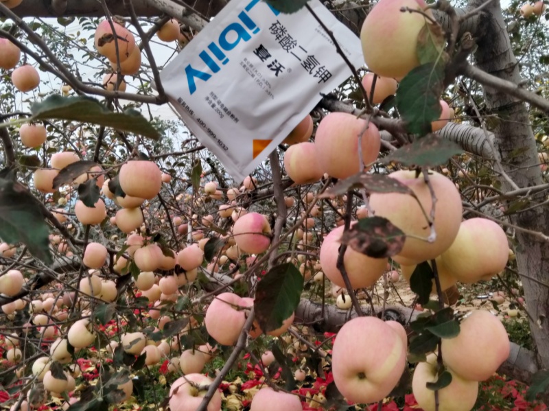里贝里配餐肥—河北李大哥苹果