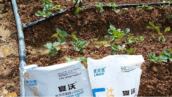 土壤板结有哪些危害？该如何改良