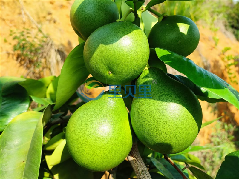 磷酸二氢钾哪款效果好？你选对了吗