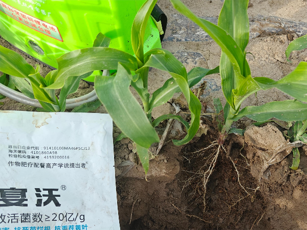 玉米用什么叶面肥好？种植户选择<i style='color:red'>宴沃配餐肥</i>