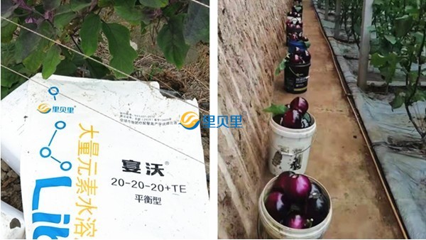 水溶肥市场乱？里贝里教你如何破局