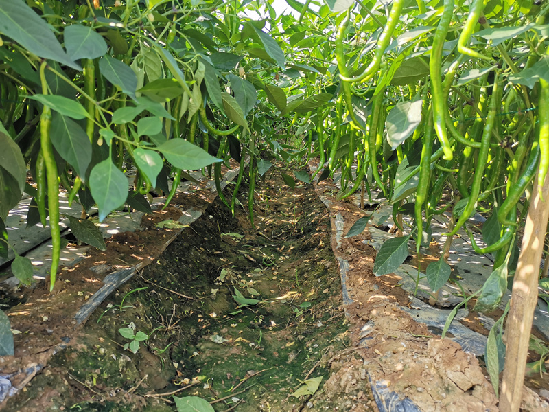 水溶肥宴沃在辣椒上的效果