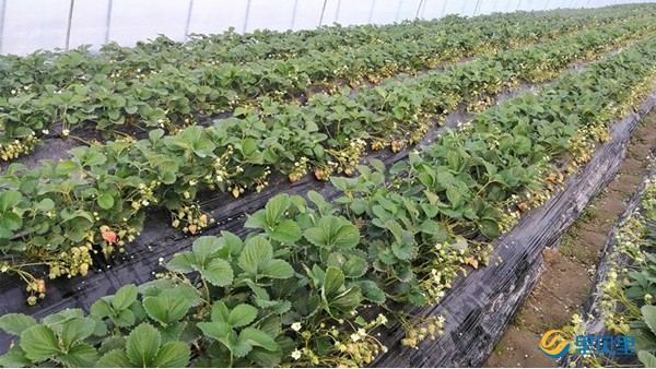 草莓在开花坐果期冲什么肥料？