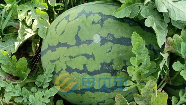 西瓜怎么施肥-里贝里